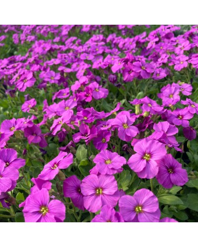 Aubriète Vivace Kitte - Rose