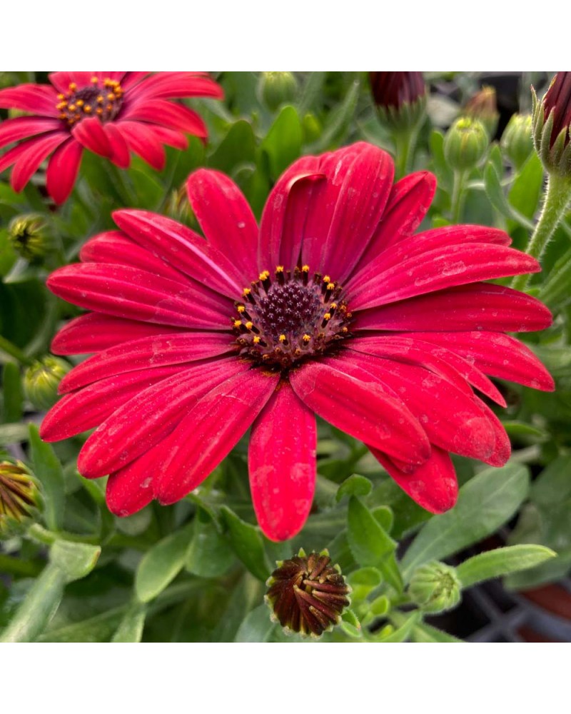 Osteospermum Annuelle Gelato Cranberry - Rouge