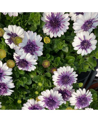 Osteospermum Annuelle 3D Blueberry Shake - Mauve