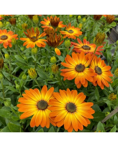 Osteospermum Annuelle Astra Rose Oeil - Orange