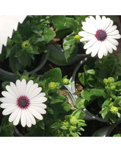 Osteospermum Annuelle Gelato Almond - Blanc