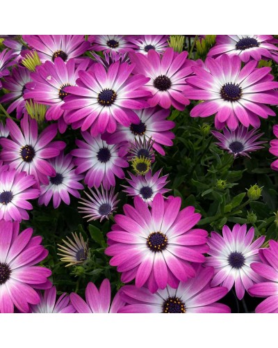 Osteospermum Annuelle Gelato Candy - Rose