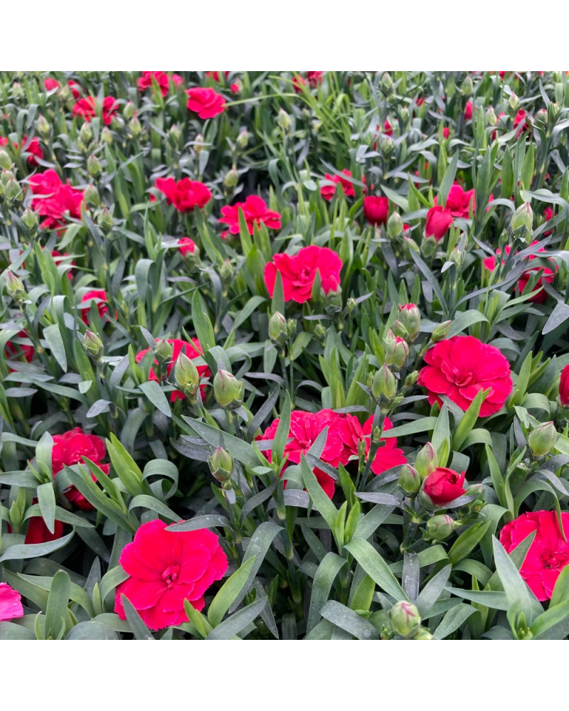 Œillet Dianthus Vivace Cherry - Mauve