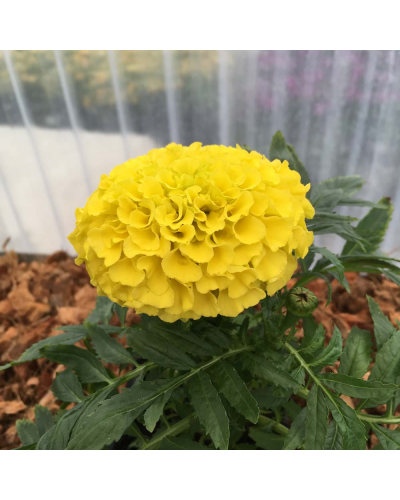 Rose d'inde Annuelle Perfection - Jaune