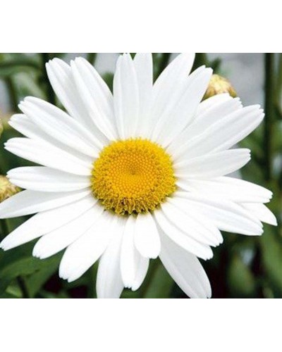 Marguerite Vivace Anthemis Mountain - Blanc