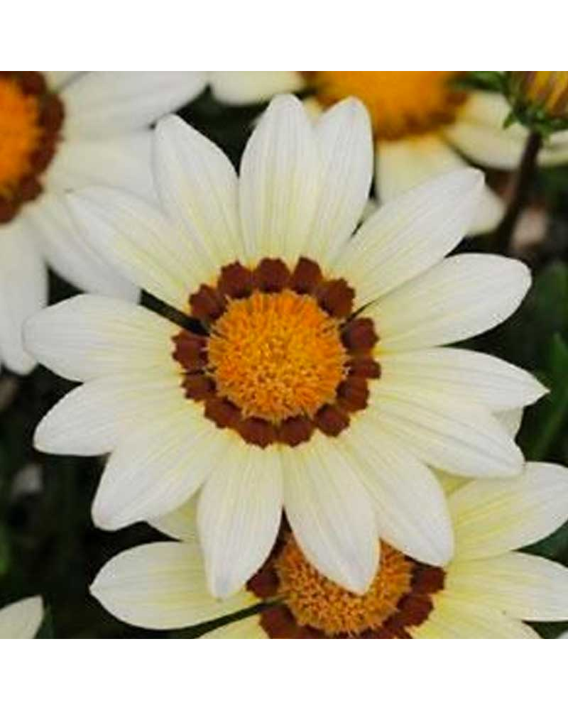 Gazania Annuelle Rigens Kiss - Panaché