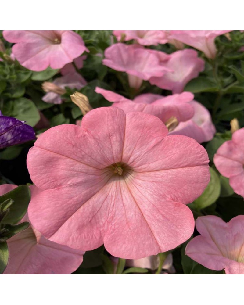 Surfinia Annuelle Alpetunia Soft - Rose