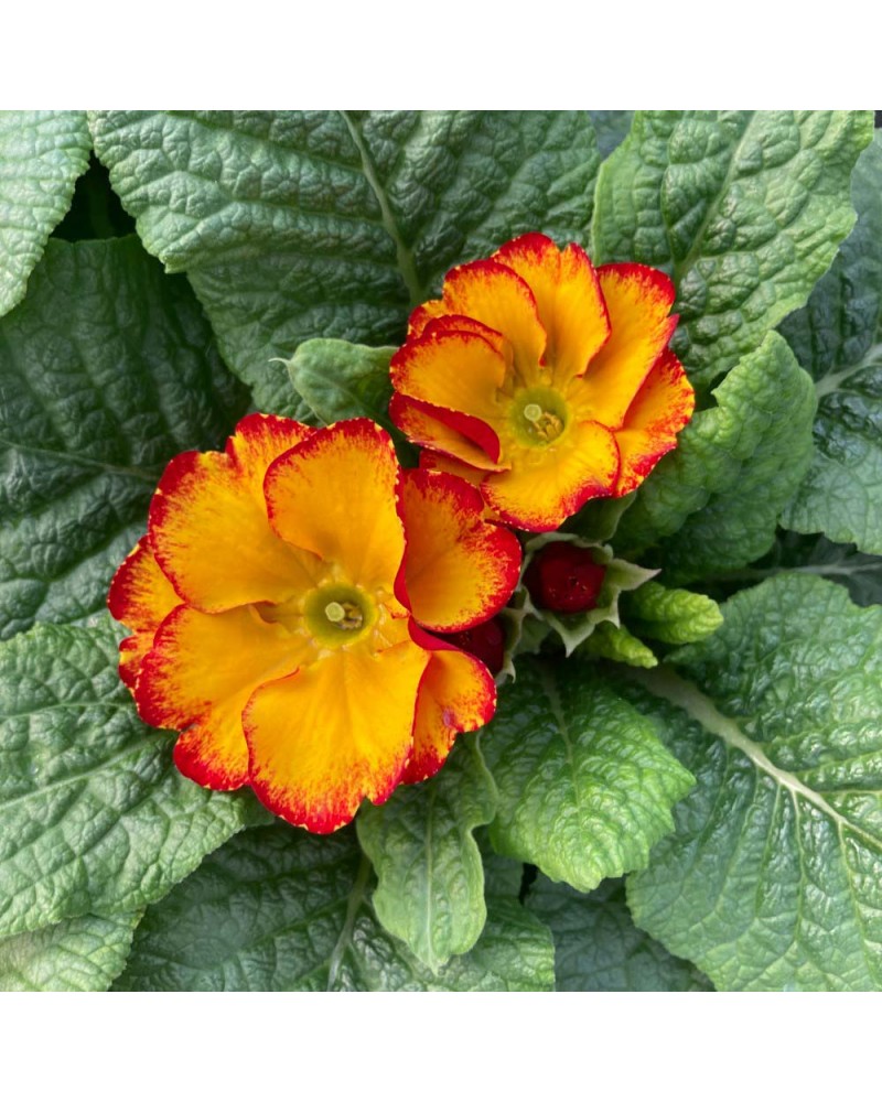 Primevère Bisannuelle Des jardins - Rouge