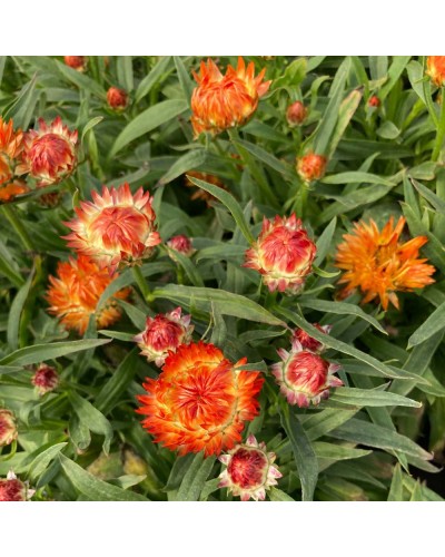 Immortelle Annuelle Dreamtime Jumbo - Orange