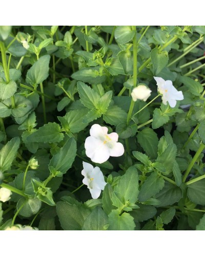 Diascia Annuelle Genta Classic - Blanc