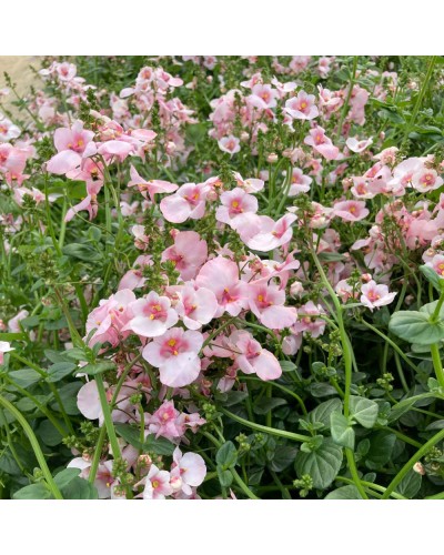 Diascia Annuelle Flying Appleblossom - Blanc