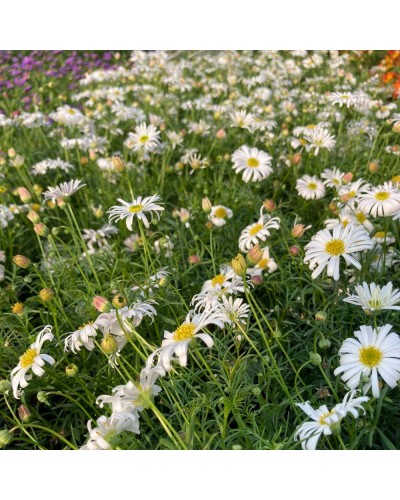 Brachycome Annuelle Brachyscome Surdaisy - Blanc