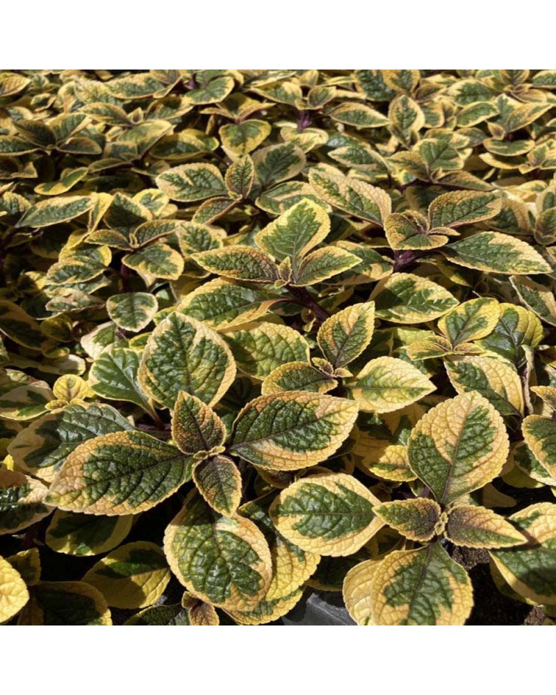 Plectranthus cilié Annuelle Argentatus Silver Shield - Jaune