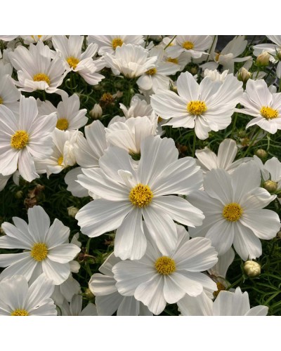 Cosmos Annuelle Cantale - Blanc