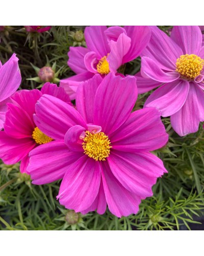 Cosmos Annuelle Bipinnatus Casanova - Mauve