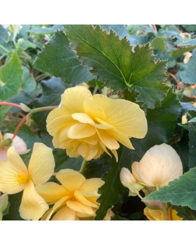 Begonia Pendula Annuelle Tubereux - Rouge