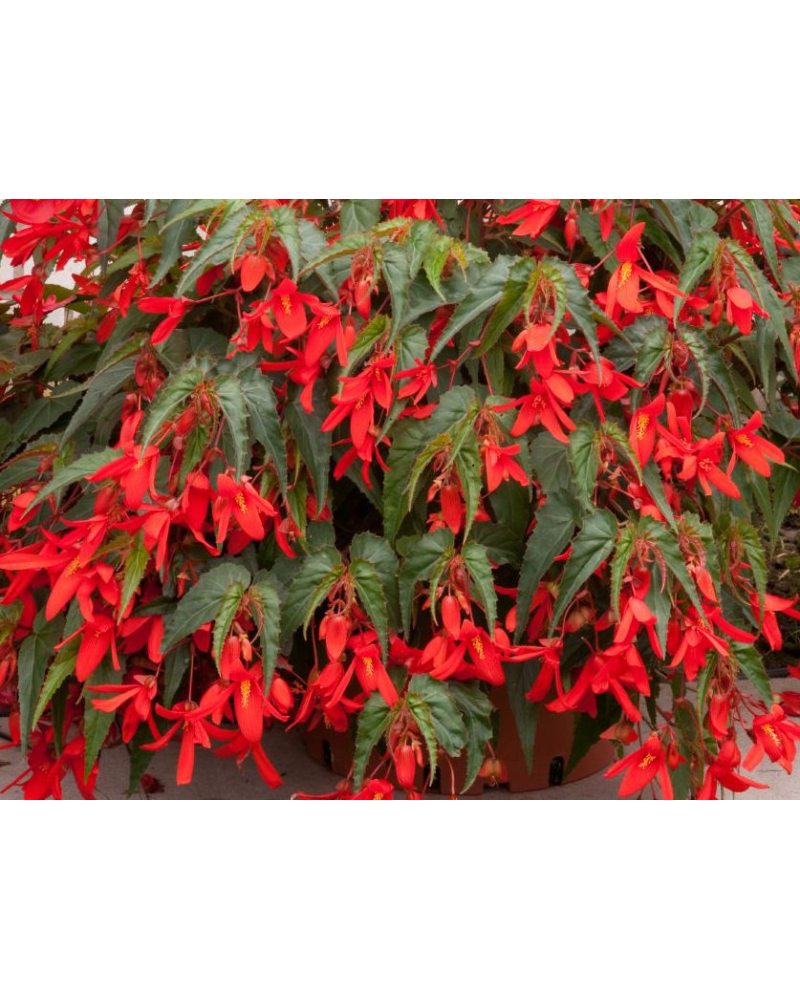 Bégonia à aile de dragons Annuelle Santa Cruz - Rouge