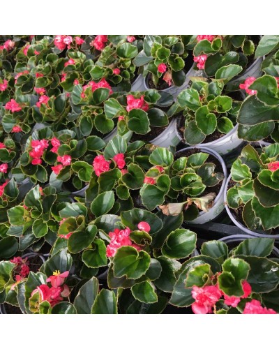 Begonia Doublet Annuelle Feuillage vert - Rouge