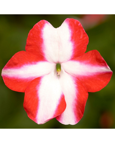 Impatiens Annuelle Walleriana Imara Star - Orange