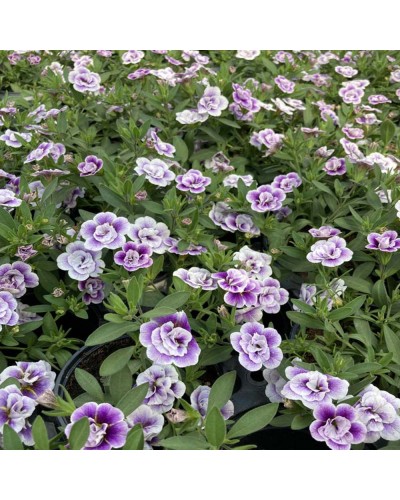 Calibrachoa Annuelle Uno Double Lavtastic - Lavande