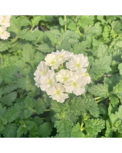 Verveine retombante Annuelle Lime - Blanc