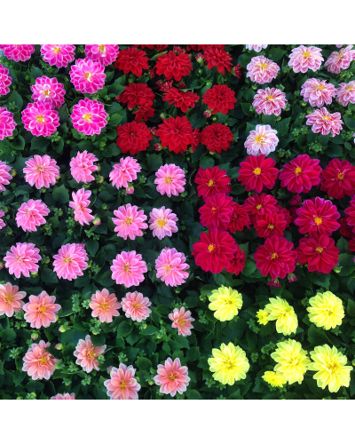 Dahlia dahlietta Annuelle Patty - Rouge