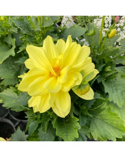 Dahlia dahlietta Annuelle Margareth - Jaune