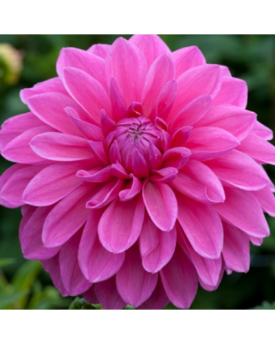 Dahlia dahlietta Annuelle Aperto Blush - Blanc