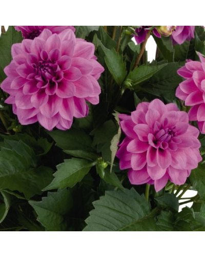 Dahlia dahlietta Annuelle Lavender - Violet