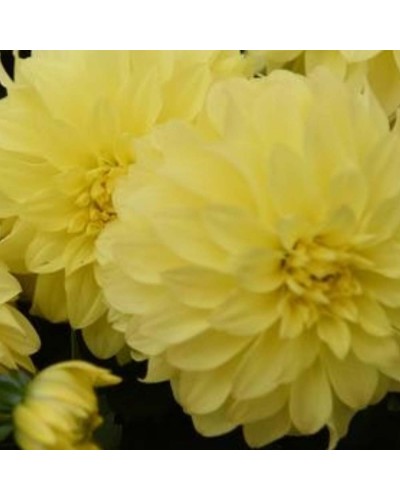 Dahlia dahlietta Annuelle Hypnotica - Jaune