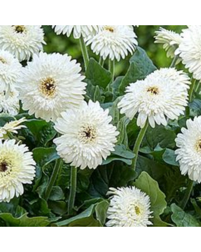 Gerbera Annuelle Patio Glacier - Blanc