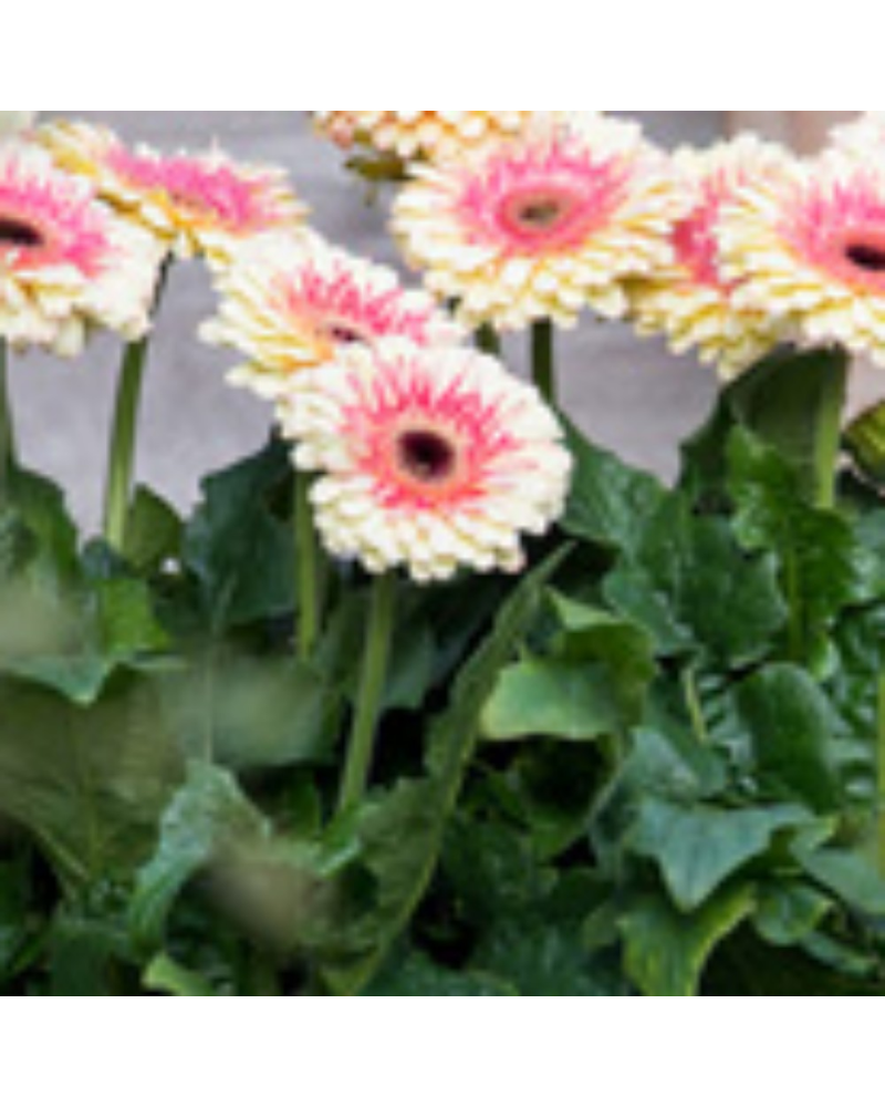 Gerbera Annuelle Patio Karoo - Rose