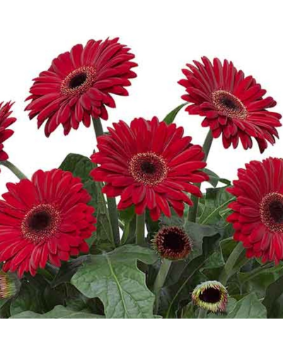 Gerbera Annuelle Patio Sedona - Rouge