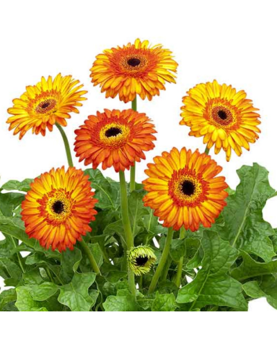 Gerbera Annuelle Patio Volcanoes - Orange