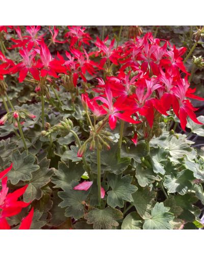 Geranium droit fireworks bicolore