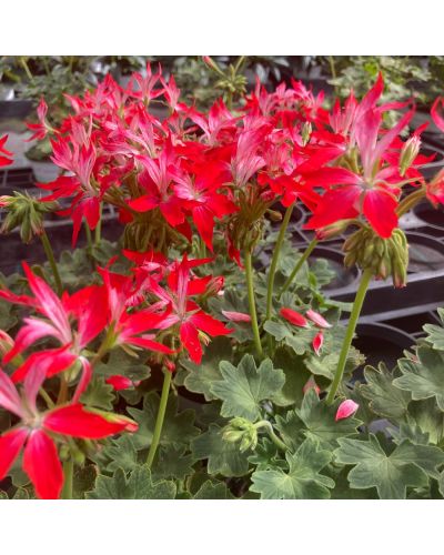 Geranium droit fireworks bicolore