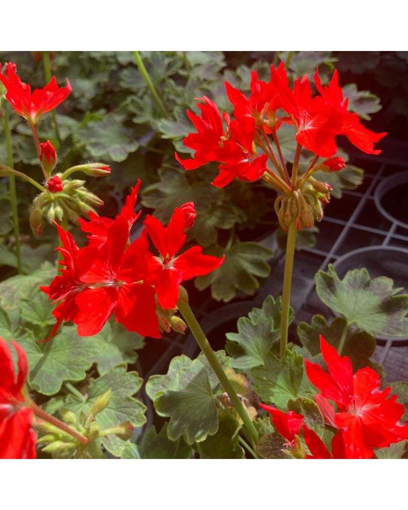 Geranium droit Fireworks rouge