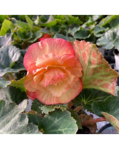 Begonia Tubereux Annuelle Cameleon Cream - Rose