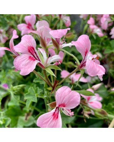 Géranium Retombant Annuelle Basky - Mauve