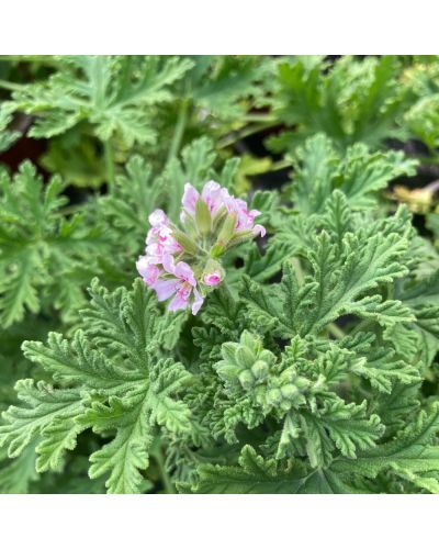 Géranium Droit Annuelle Citronelle - Rose