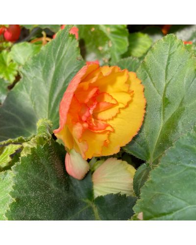 Begonia Pendula Annuelle I conia Miss Malibu - Rouge