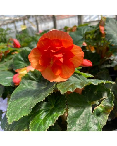 Begonia Pendula Annuelle I conia Miss Malibu - Rouge