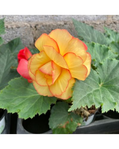 Begonia Tubereux Annuelle Cameleon - Rouge et jaune