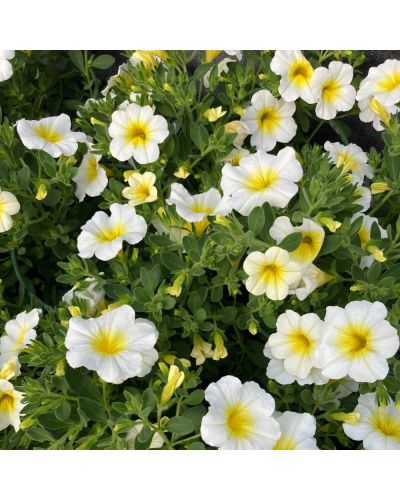 Calibrachoa Annuelle Callie - Blanc