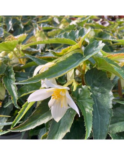 Begonia summerwing blanc