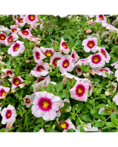 Calibrachoa Aloha rose