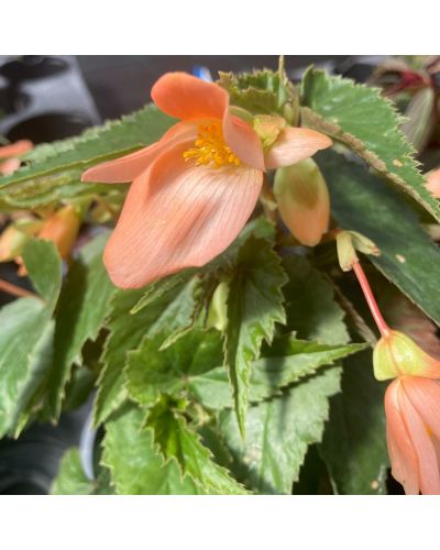 Begonia summerwing orange