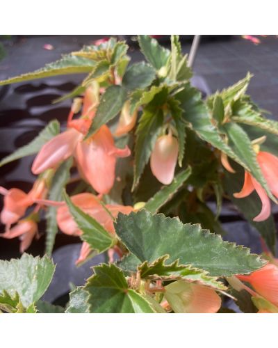 Begonia summerwing orange