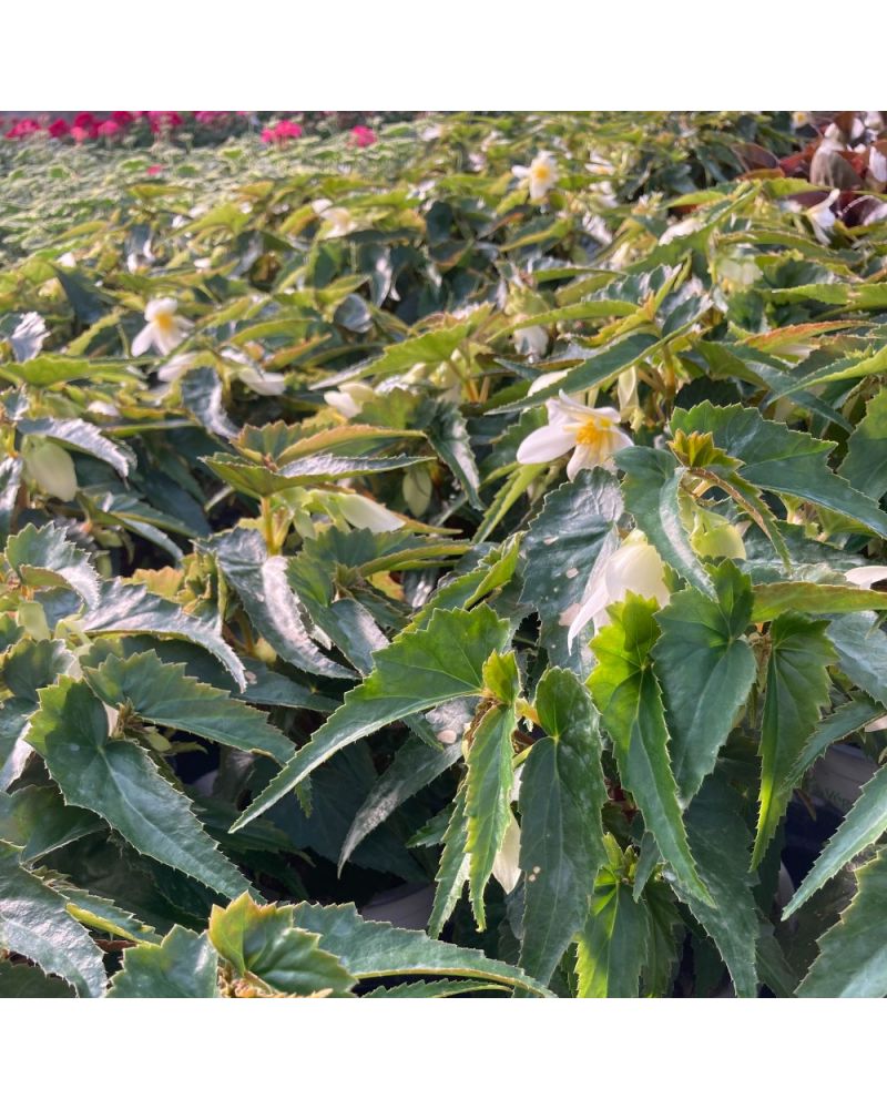 Begonia summerwing vanille