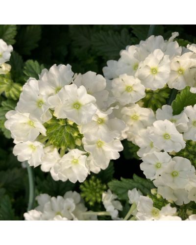 Verveine Annuelle Retombante Blanche